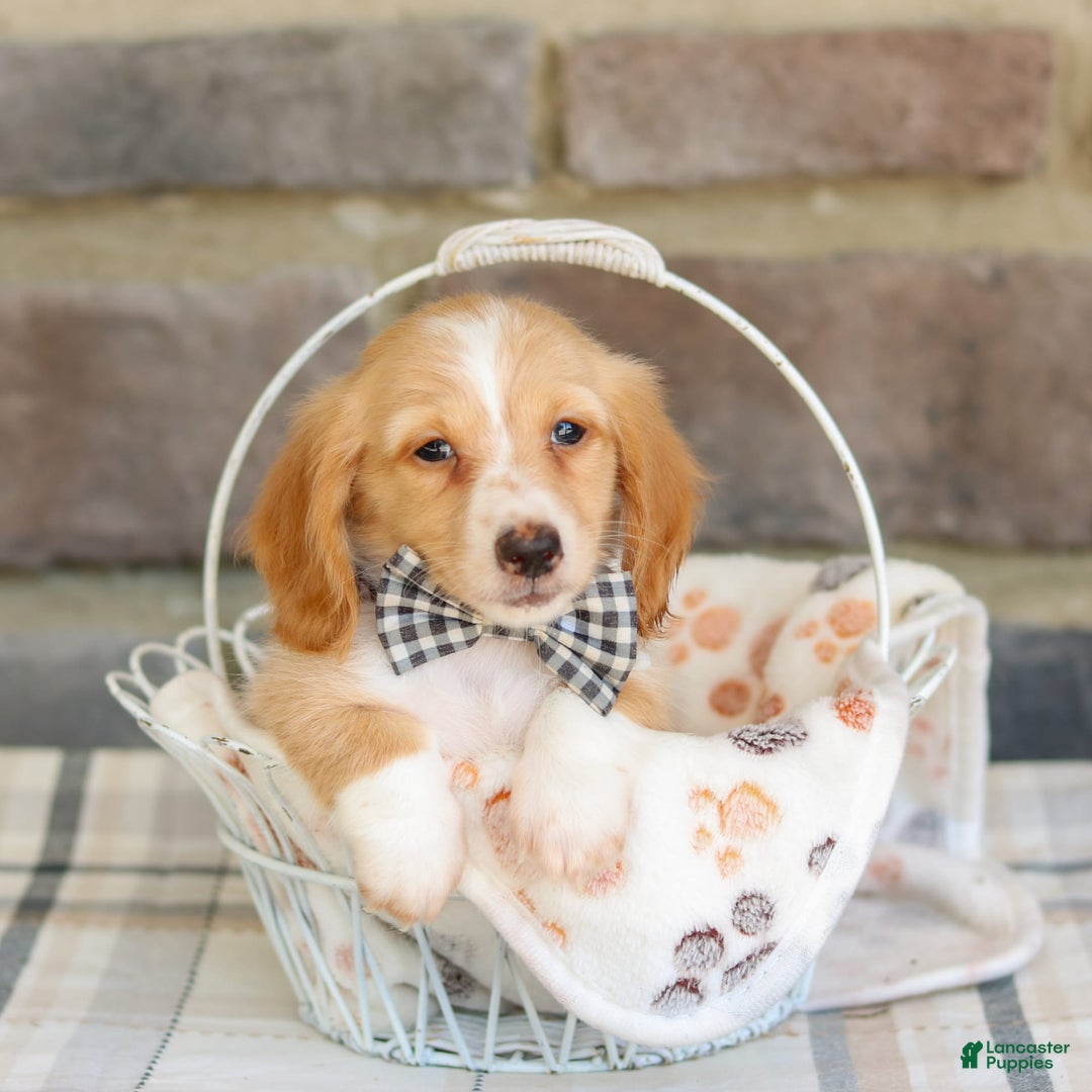 Miniature Dachshund dogs for sale: Wade - Image 2