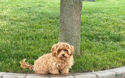 Maltipoo dogs for sale: Cody - Image 5
