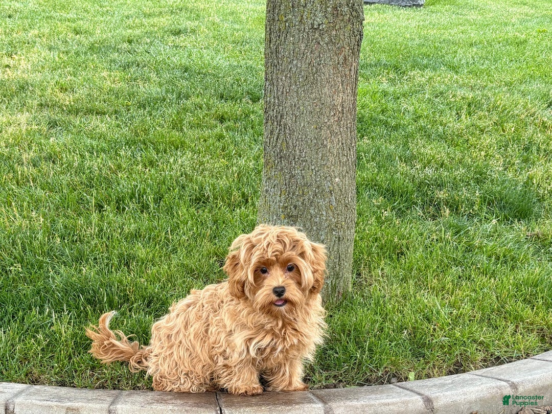 Maltipoo dogs for sale: Cody - Image 5