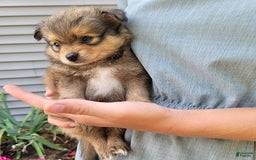 Pomeranian dogs for sale: Oscar - Image 6