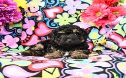 Yorkiepoo dogs for sale: Ziggy - Image 1