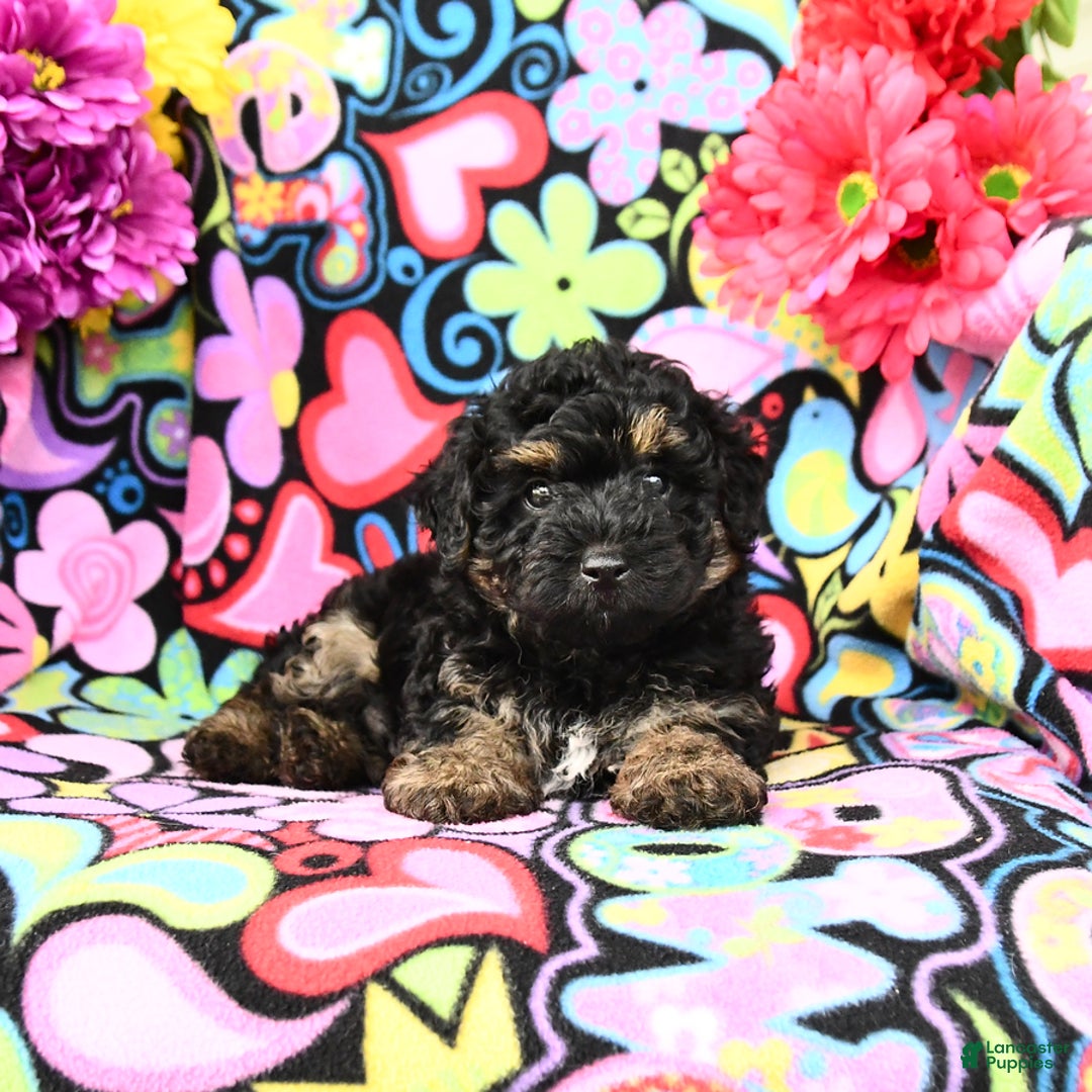 Yorkiepoo dogs for sale: Ziggy - Image 1