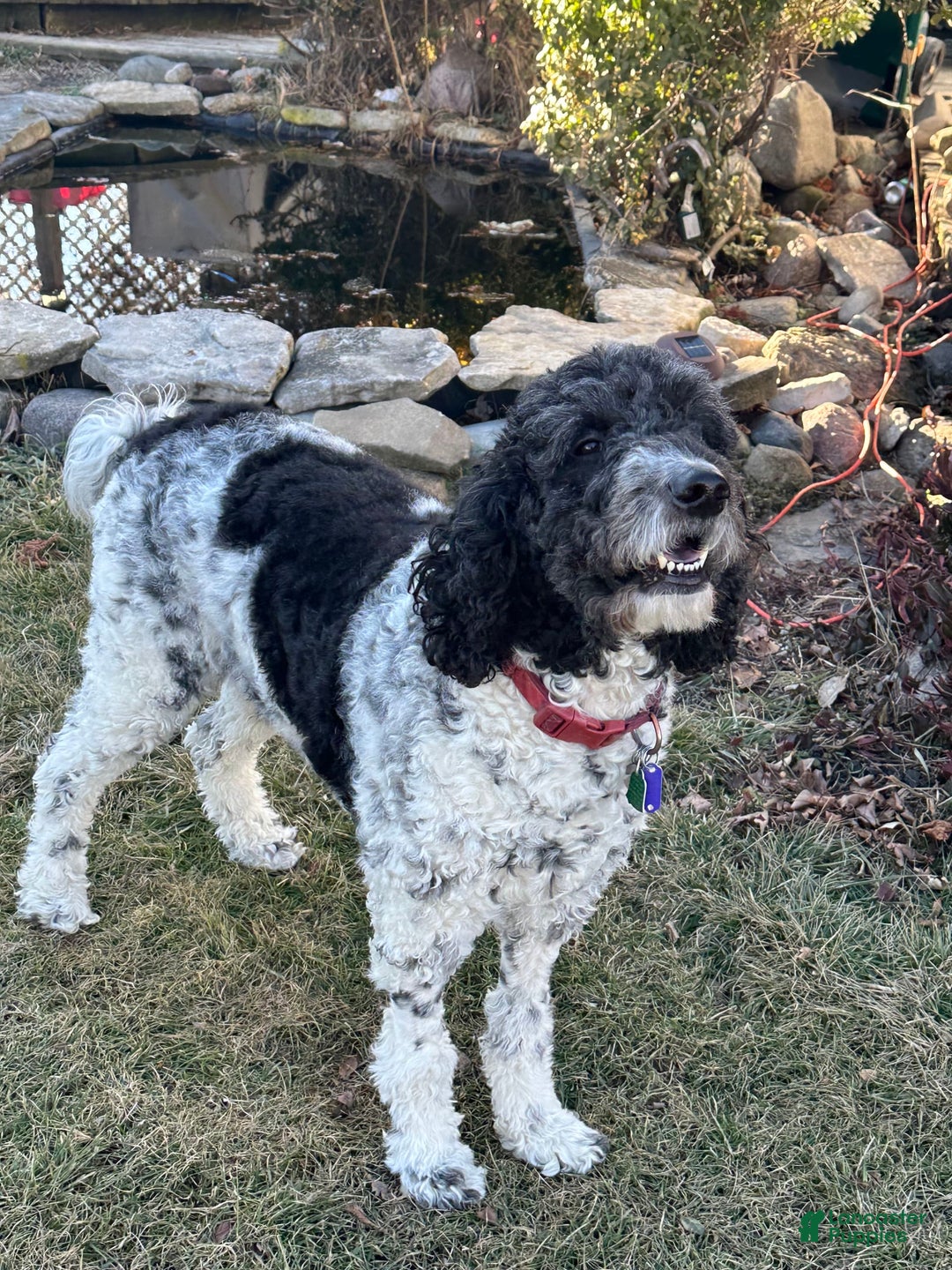 Goldendoodle dogs for sale: Rainbow Girl 3 - Image 8
