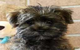 Morkie dogs for sale: Dallas - Image 2