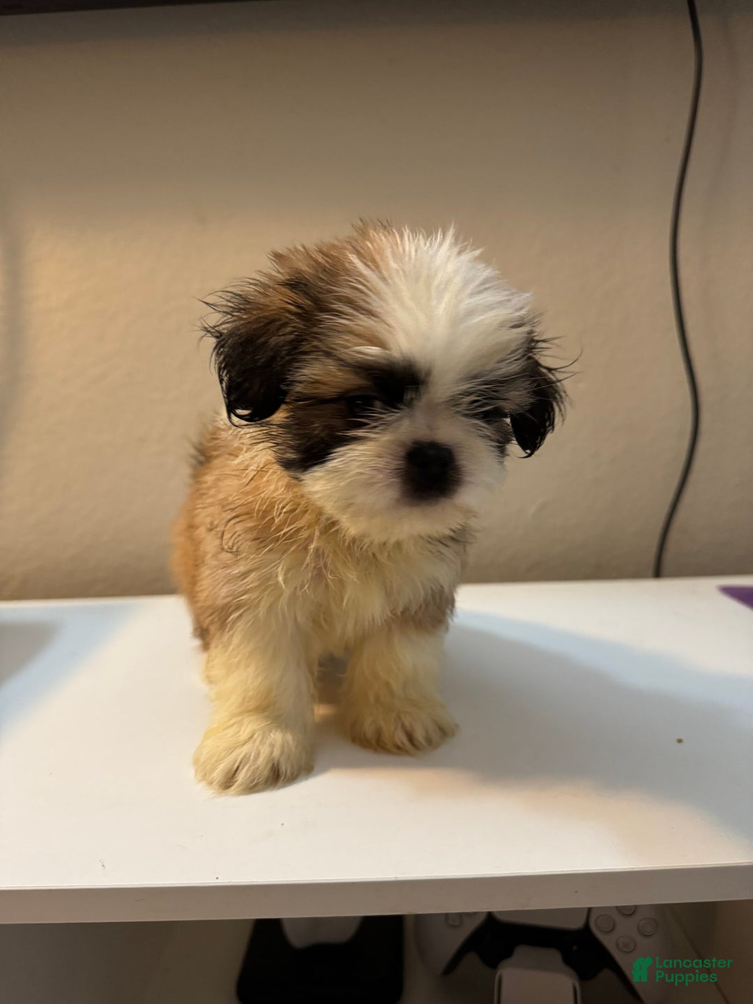 Shih Tzu dogs for sale: Shih Tzu 4 puppies - Image 9