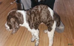 Brittany Spaniel dogs for sale: Freckles - Image 3