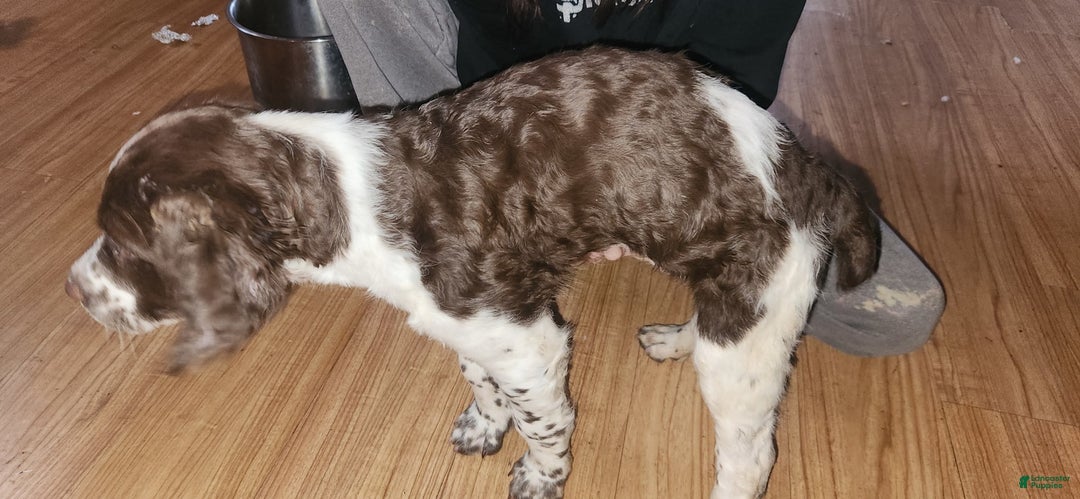 Brittany Spaniel dogs for sale: Freckles - Image 3