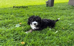 Bernedoodle dogs for sale: Kayden - Image 3