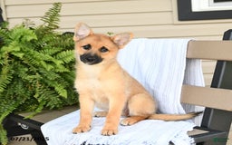 Pomsky dogs for sale: Tricky - Image 7