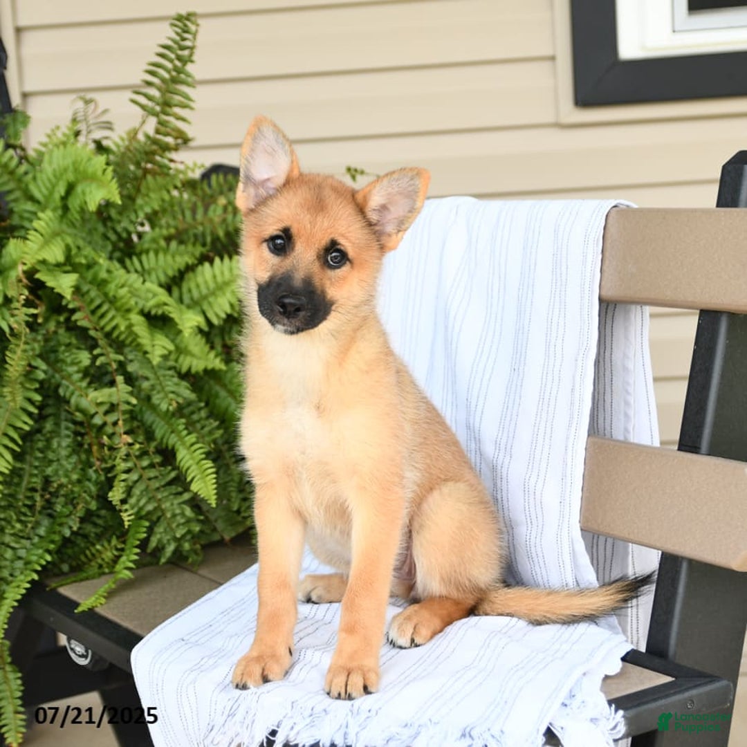 Pomsky dogs for sale: Tricky - Image 7