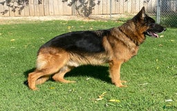 German Shepherd dogs for sale: 2nd Boy - Image 16