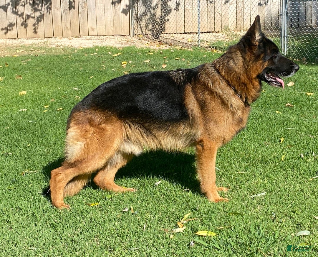 German Shepherd dogs for sale: 2nd Boy - Image 16