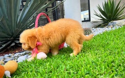 Maltipoo dogs for sale: Belle - Image 3