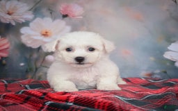 Bichon Frise dogs for sale: Jesse - Image 2