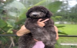 Goldendoodle dogs for sale: Milo - Image 2
