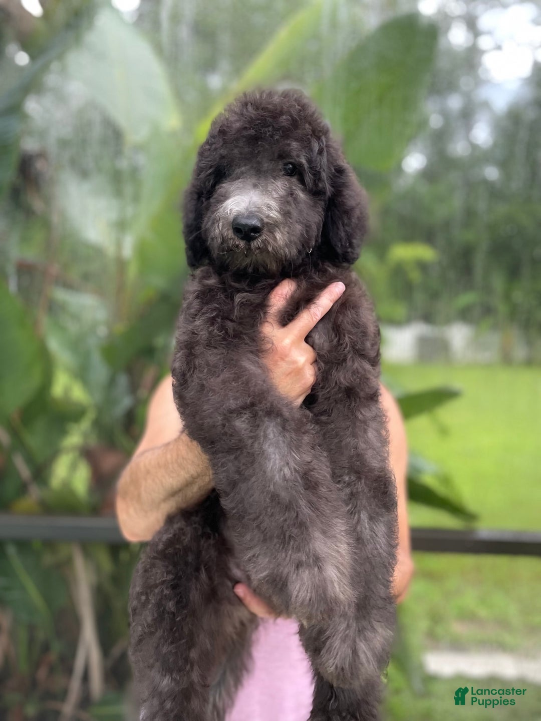 Goldendoodle dogs for sale: Milo - Image 2