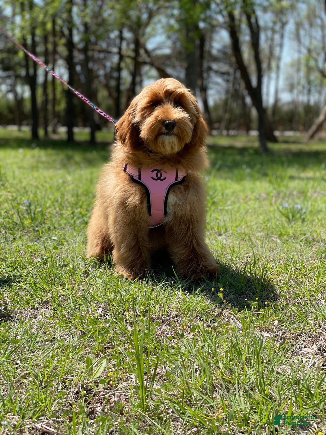 Mini Goldendoodle dogs for sale: Micro Piper - Image 3