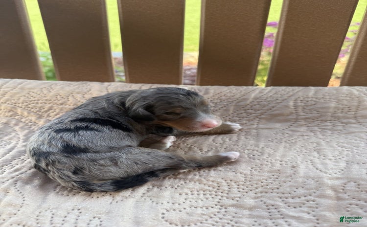 Bernedoodle dogs for sale - Ad 1