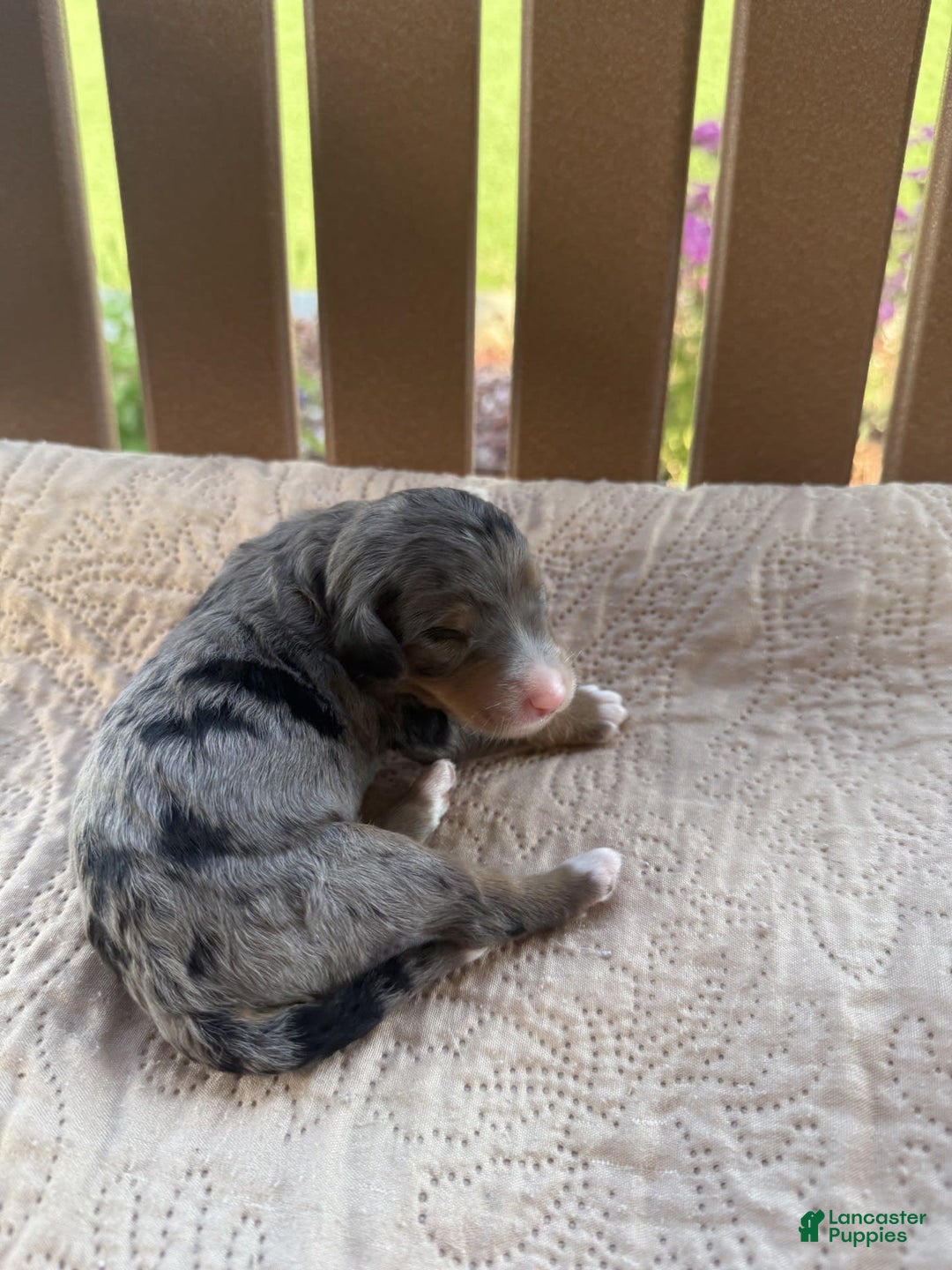 Bernedoodle dogs for sale: 2 - Image 1