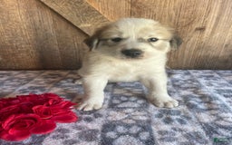 Great Pyrenees dogs for sale: Zeus - Image 2
