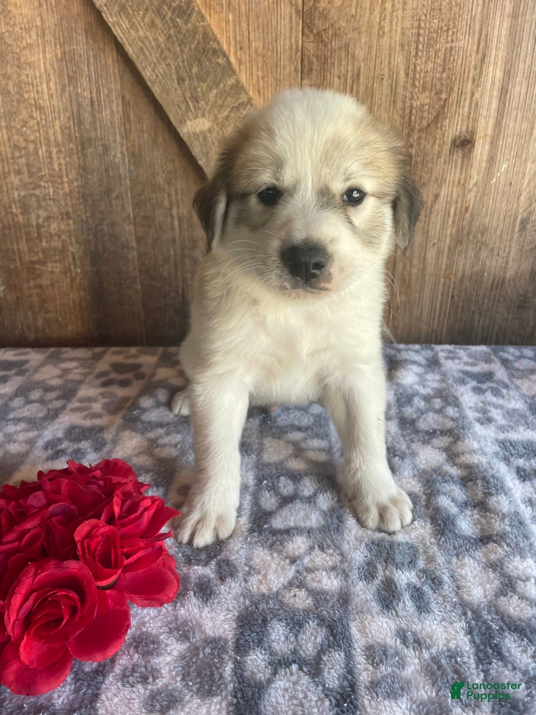 Great Pyrenees dogs for sale: Zeus - Image 2