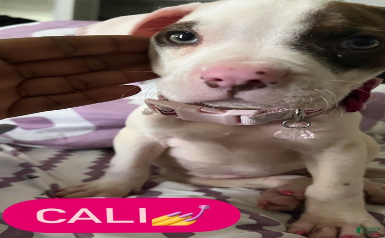 Dogo Argentino dogs - Advert 1