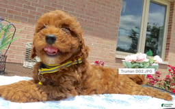 Toy Poodle dogs for sale: Truman - Image 1
