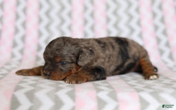 Cavapoo dogs for sale: Gwen - Image 4