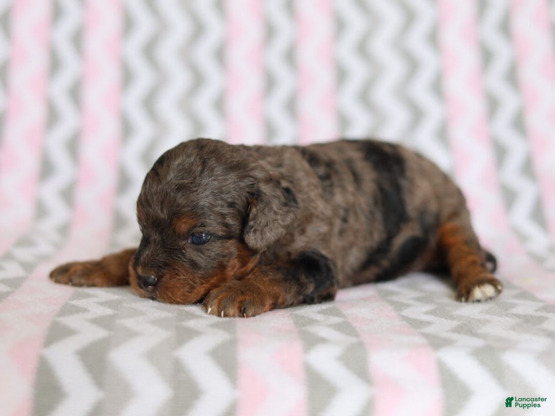 Cavapoo dogs for sale: Gwen - Image 4