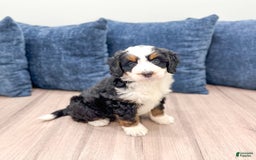 Mini Bernedoodle dogs for sale: Raven - Image 7