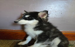 Pomsky dogs for sale: Momo - Image 4