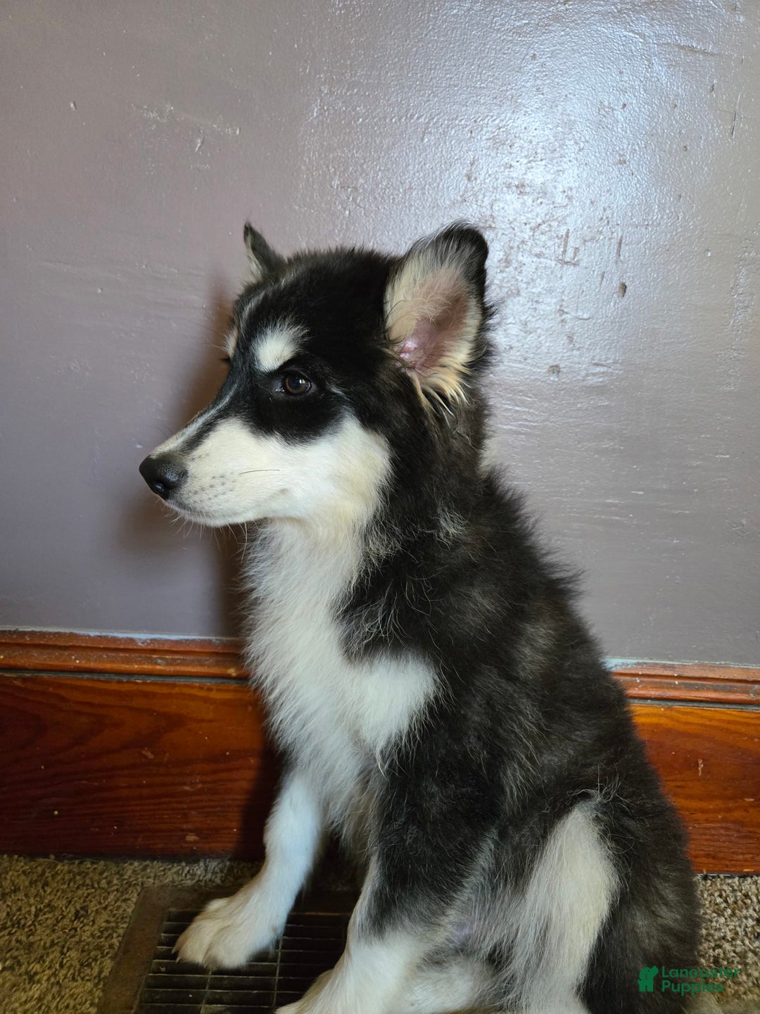 Pomsky dogs for sale: Momo - Image 4