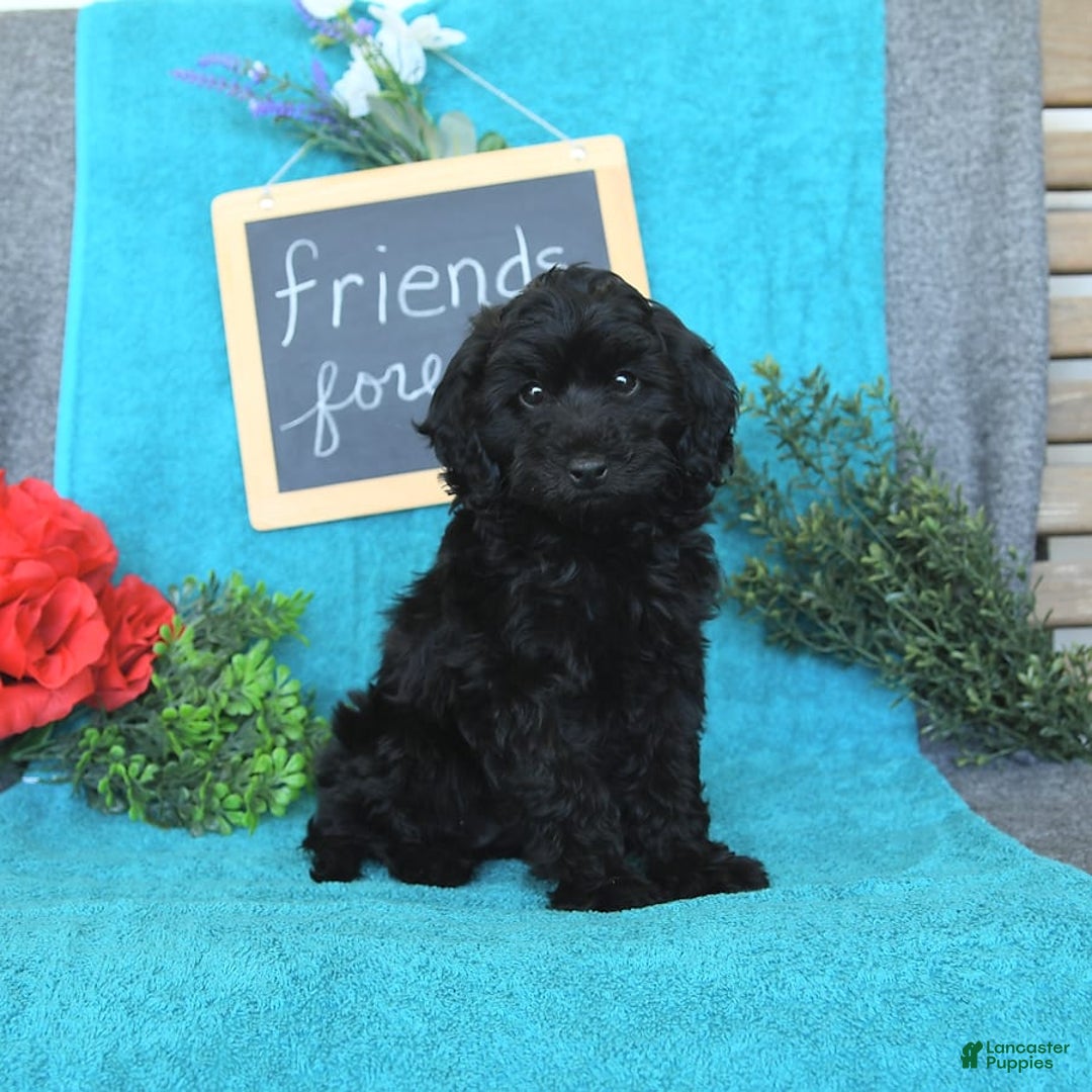Miniature Poodle dogs for sale: Opal - Image 10