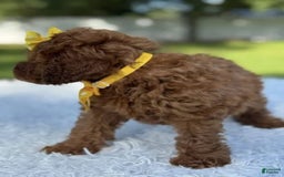 Goldendoodle dogs for sale: Mila - Image 3