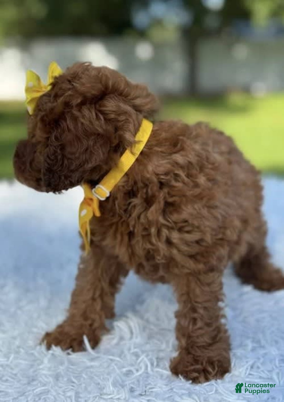 Goldendoodle dogs for sale: Mila - Image 3