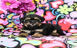 Yorkiepoo dogs for sale: Zoey - Image 4