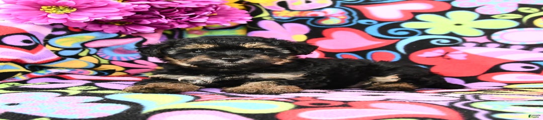 Zoey