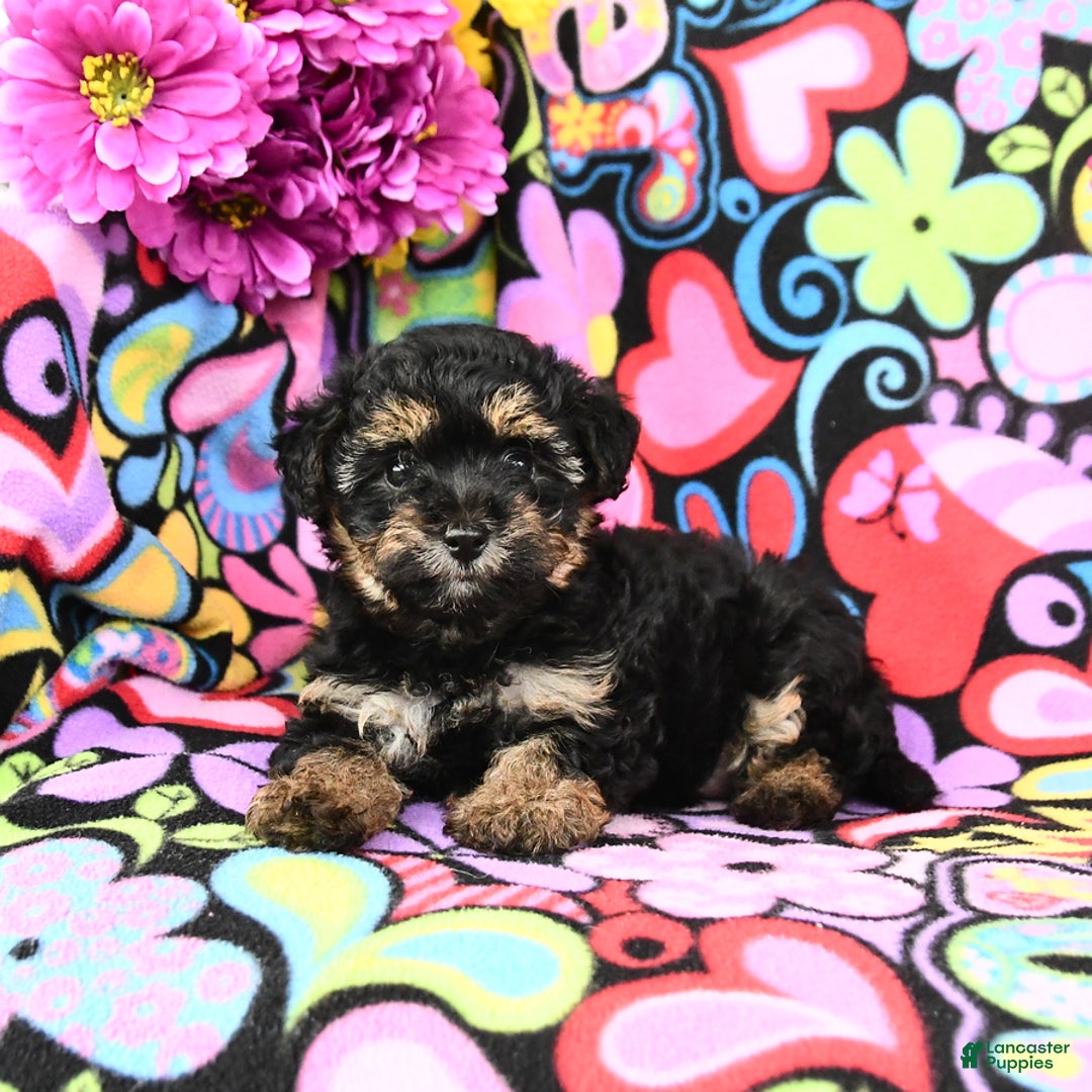 Yorkiepoo dogs for sale: Zoey - Image 4