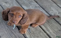 Dachshund dogs for sale: Otis - Image 19