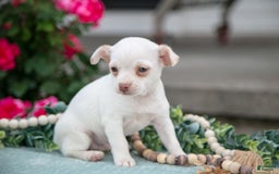 Chihuahua dogs for sale: Latte - Image 4