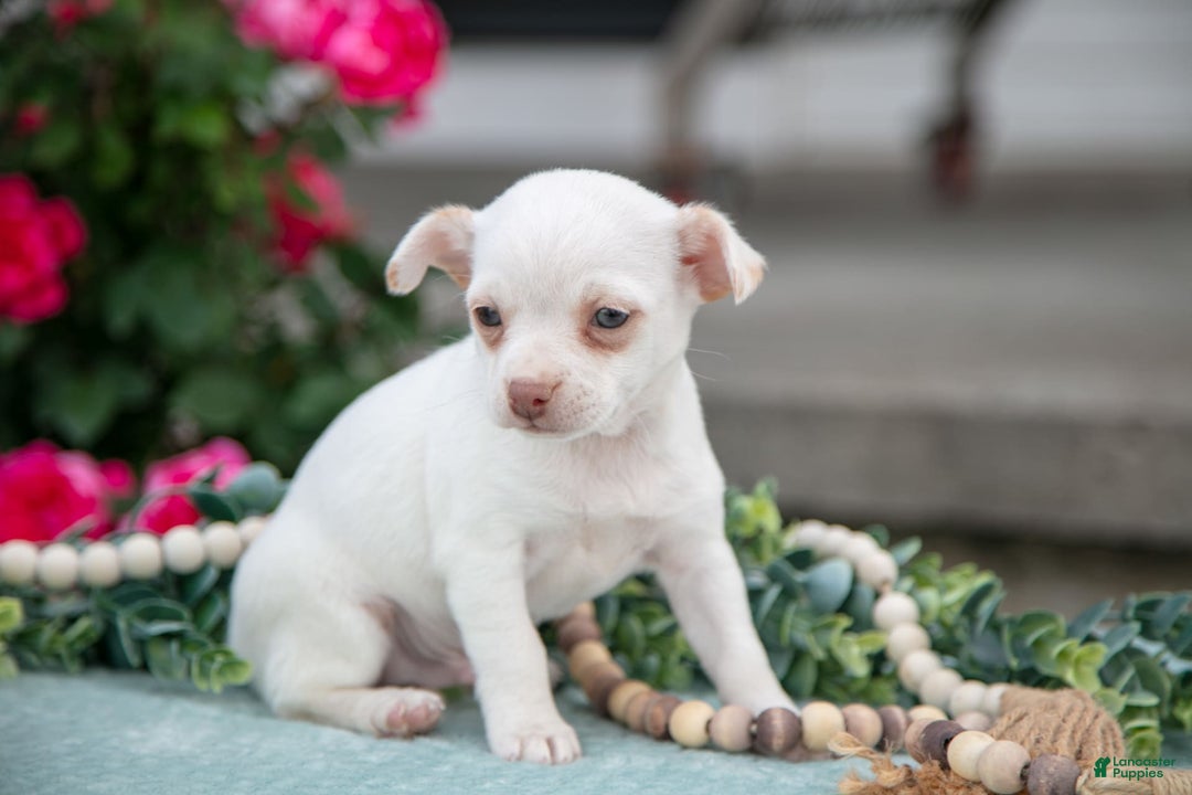 Chihuahua dogs for sale: Latte - Image 4