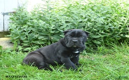 Cane Corso dogs for sale: Prince - Image 2