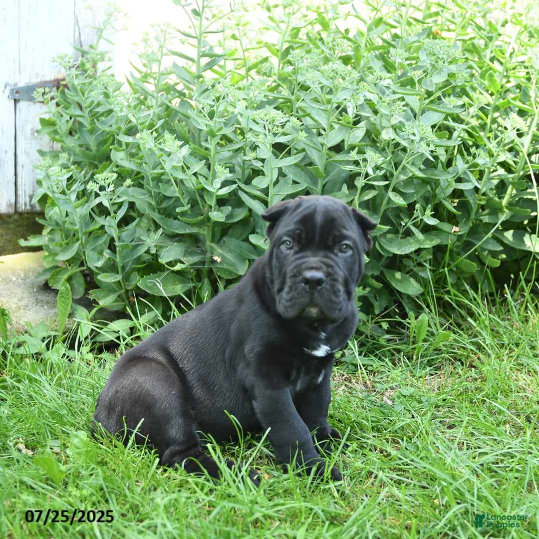 Cane Corso dogs for sale: Prince - Image 2