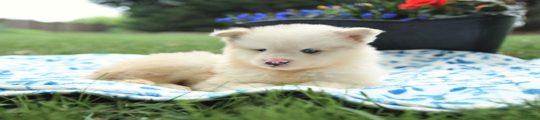Marshmallow