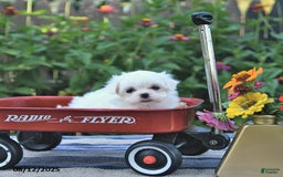 Maltese dogs for sale: Betsy Extra Small - Image 4