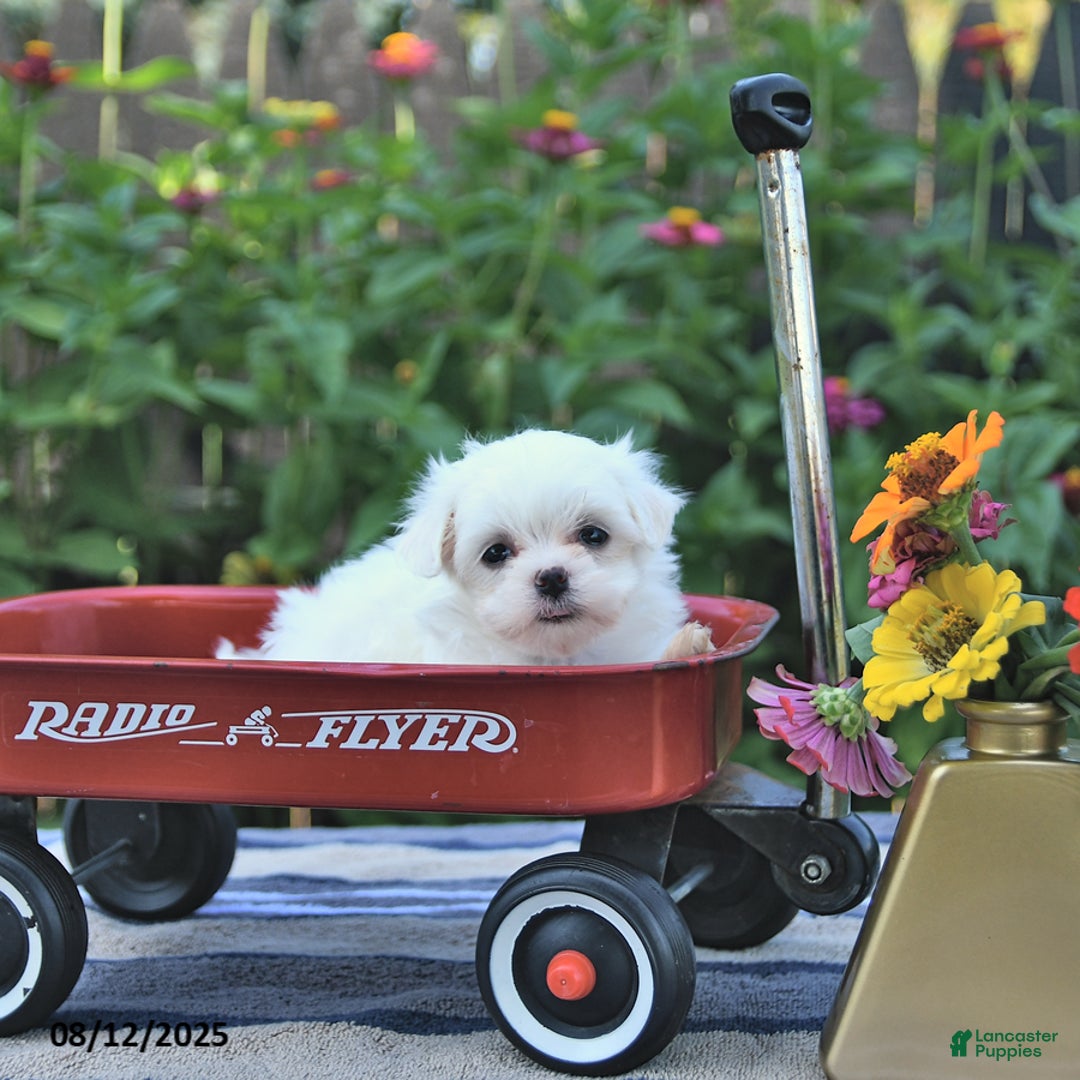 Maltese dogs for sale: Betsy Extra Small - Image 4