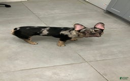 French Bulldog dogs for sale: Stirling - Image 4