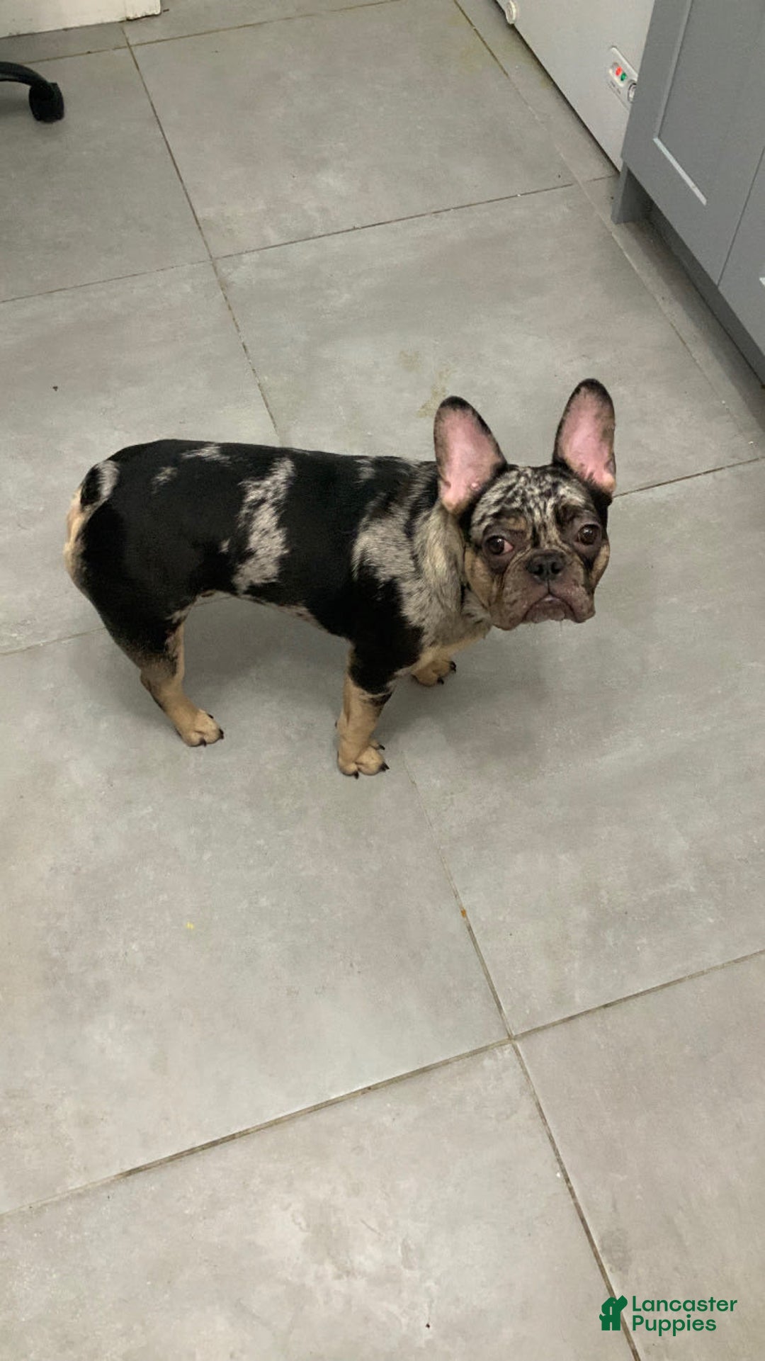 French Bulldog dogs for sale: Stirling - Image 4