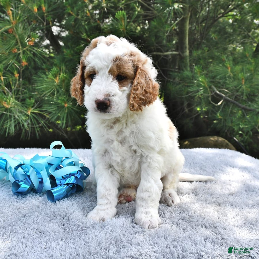 Mini Goldendoodle dogs for sale: Dallas - Image 9