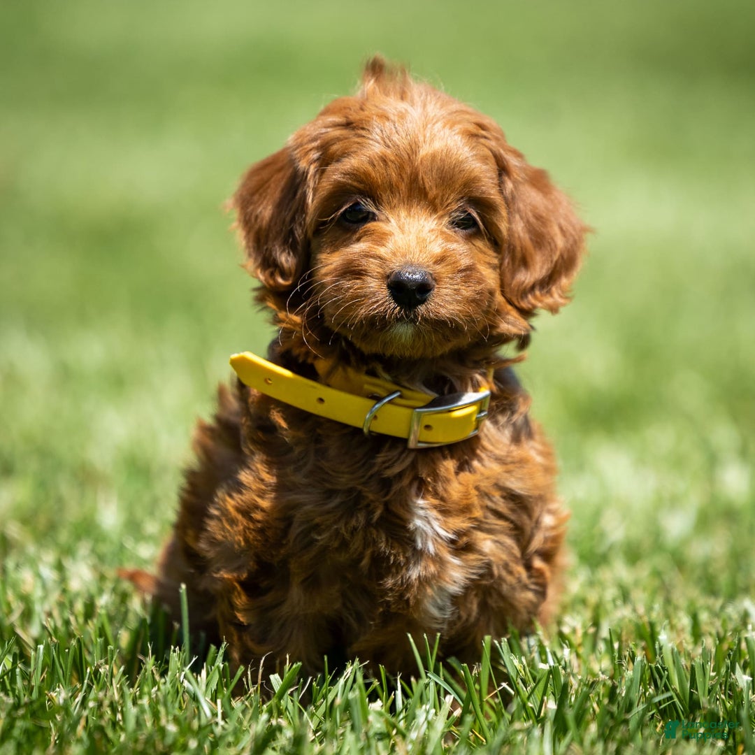 Goldendoodle dogs for sale: April - Image 8